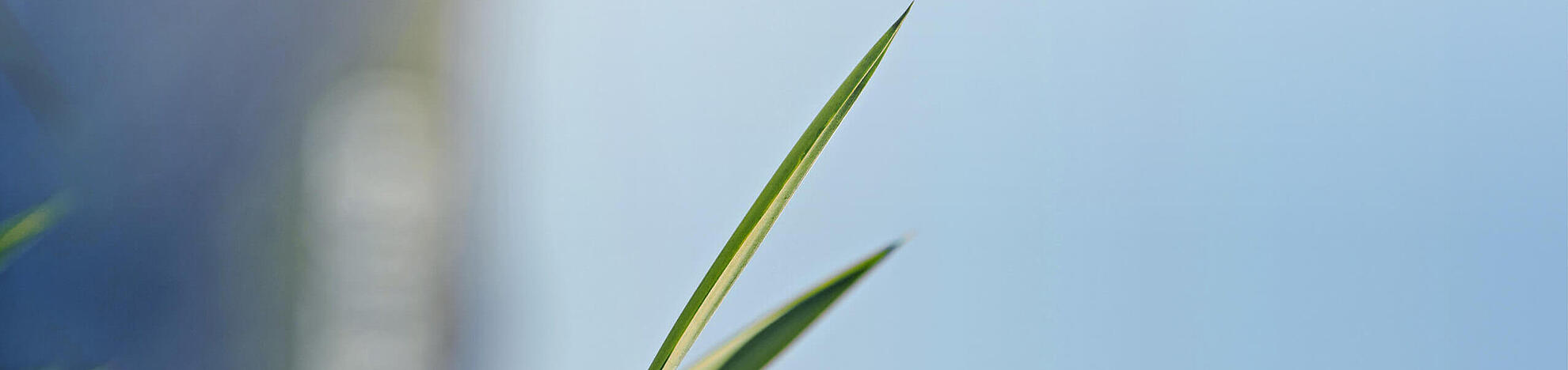 Grüne Grashalme vor einem blauen Himmel