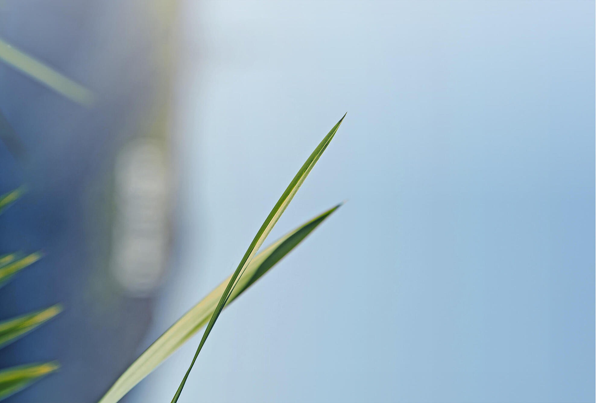 Grüne Grashalme vor einem blauen Himmel